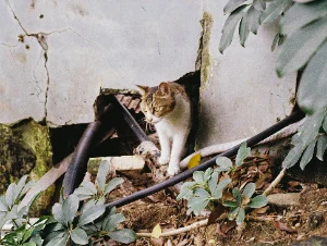 胶片猫哥