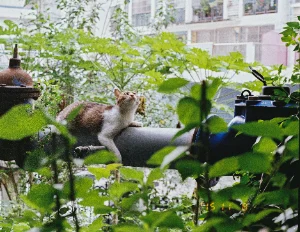 胶片猫哥